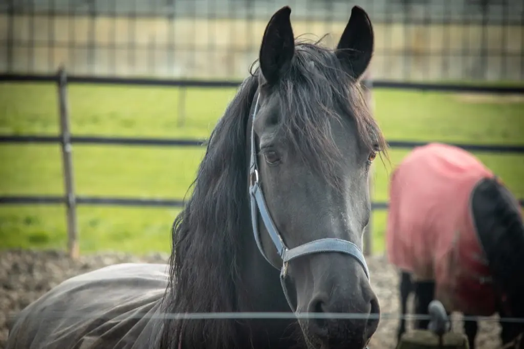 Paardenmest afvoeren